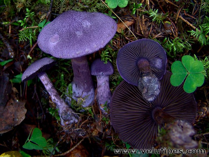 Cortinarius violaceus