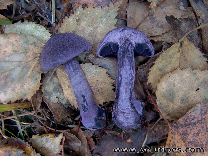 Cortinarius violaceus