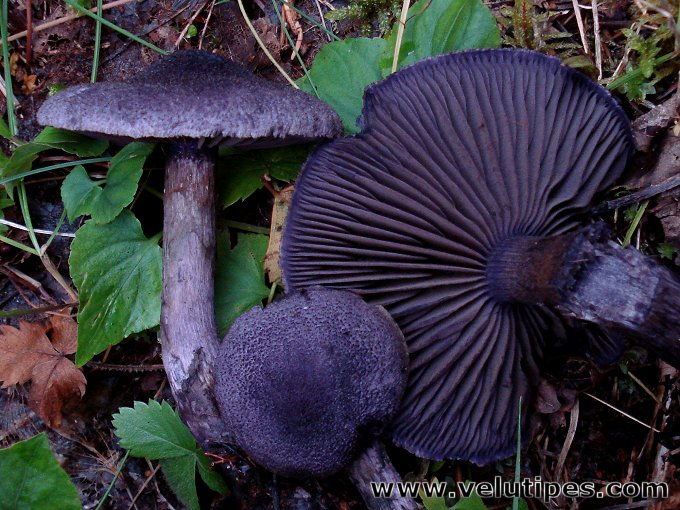 Cortinarius violaceus