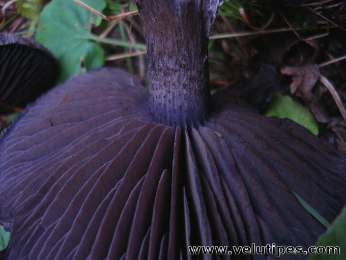 Cortinarius violaceus