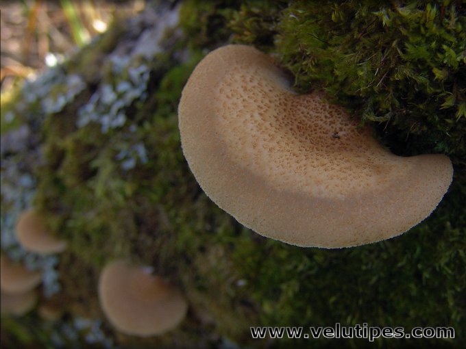 Crepidotus calolepis