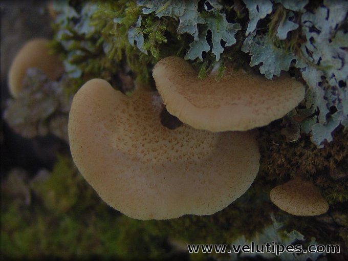 Crepidotus calolepis