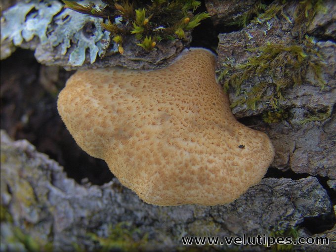 Crepidotus calolepis