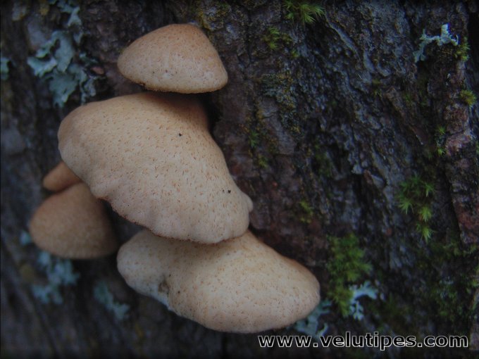 Crepidotus calolepis