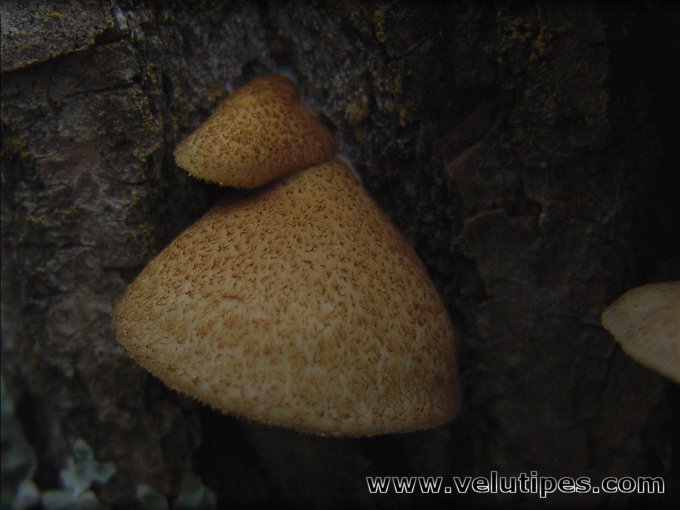 Crepidotus calolepis