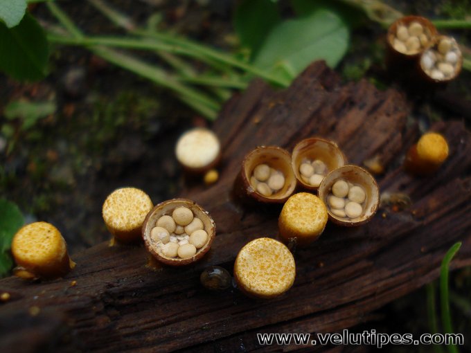  Crucibulum laeve 