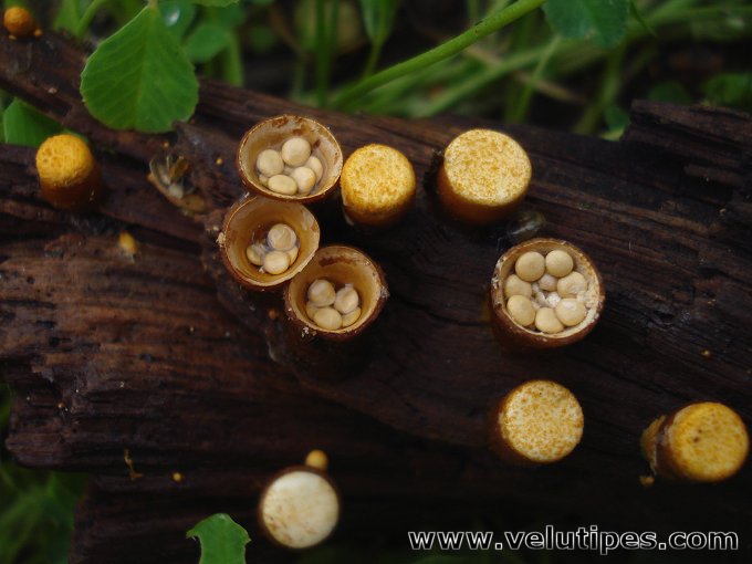  Crucibulum laeve 