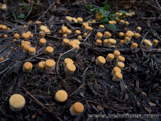  Crucibulum laeve 