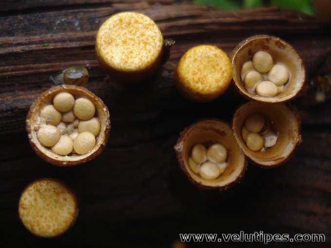  Crucibulum laeve 