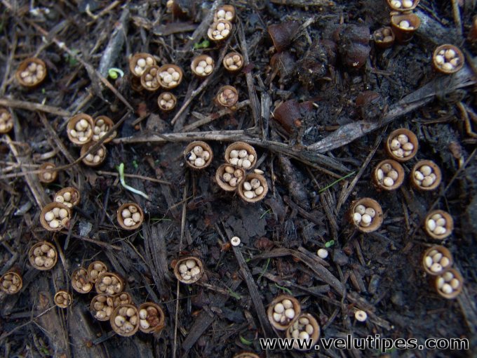 Crucibulum laeve 