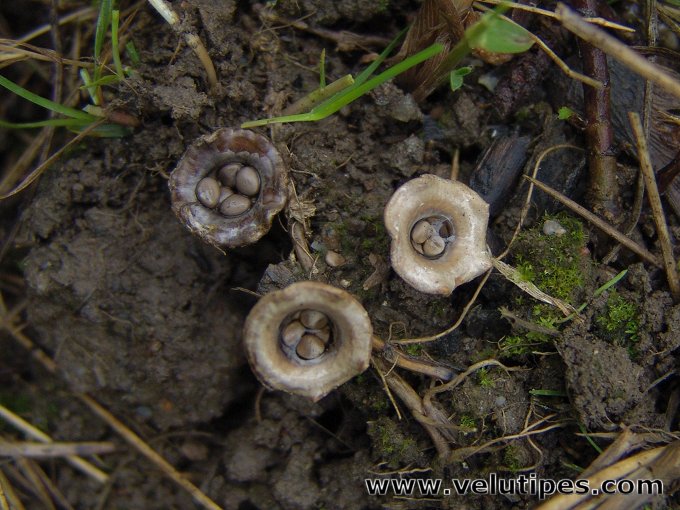 Cyathus olla