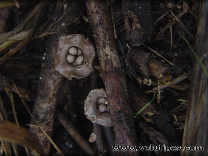 Cyathus olla