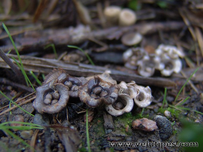 Cyathus olla