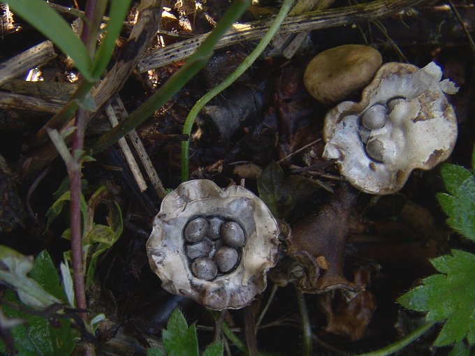 Cyathus olla