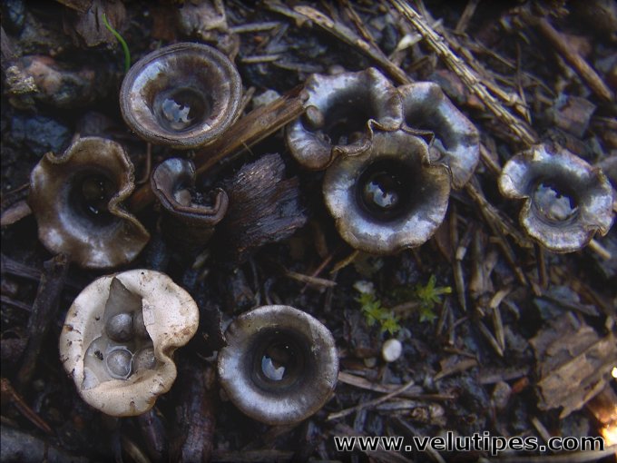 Cyathus olla