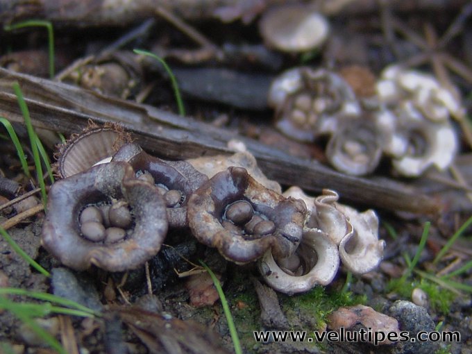 Cyathus olla