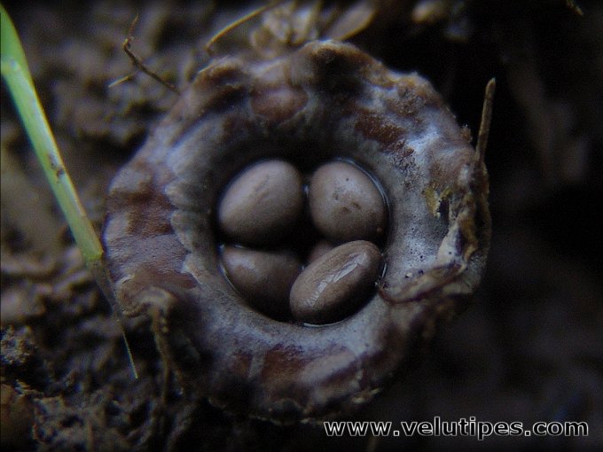 Cyathus olla