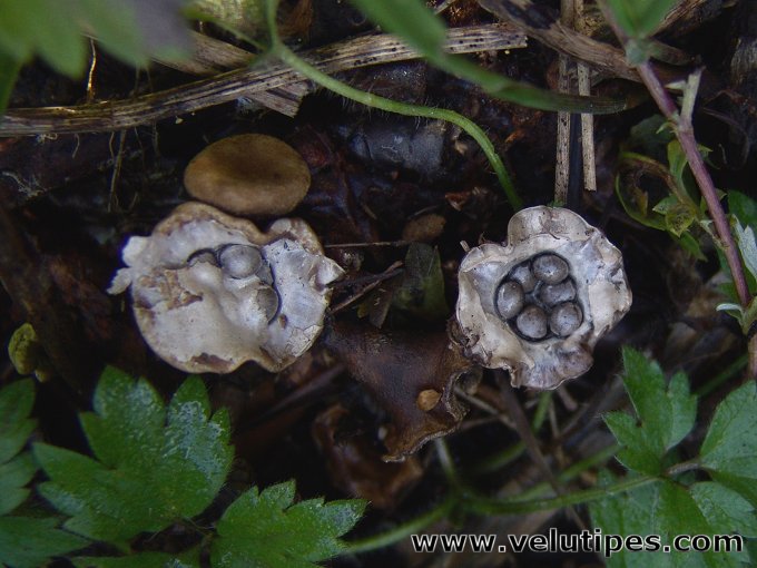 Cyathus olla