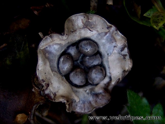 Cyathus olla