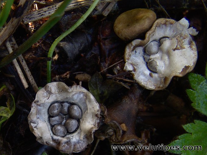 Cyathus olla