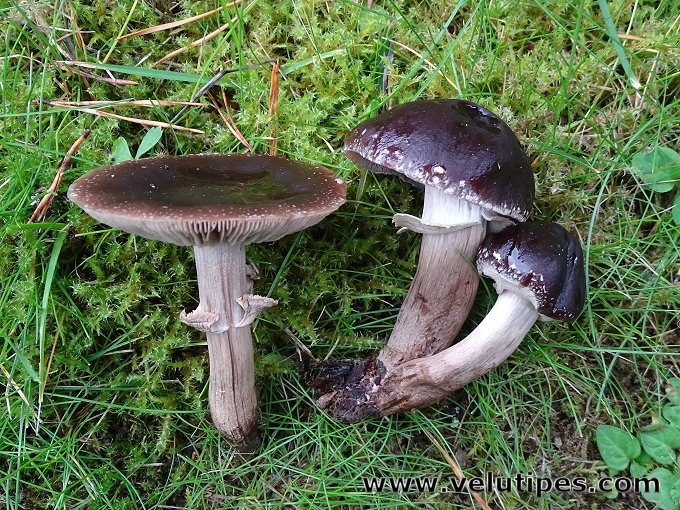 Cyclocybe erebia