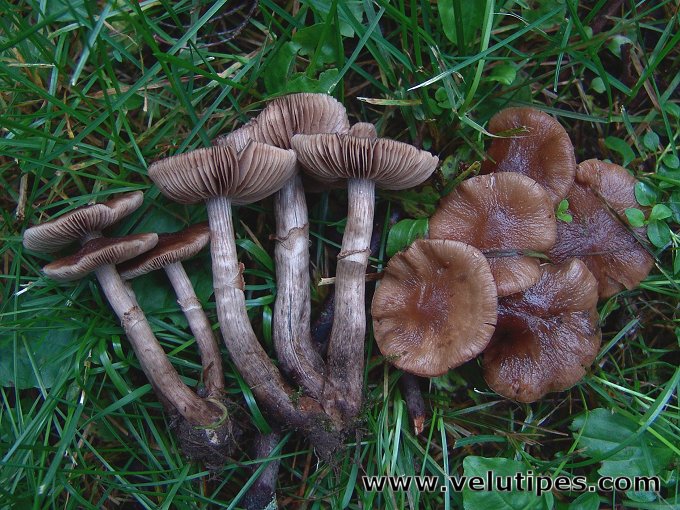 Cyclocybe erebia