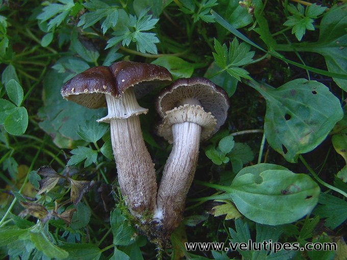 Cyclocybe erebia