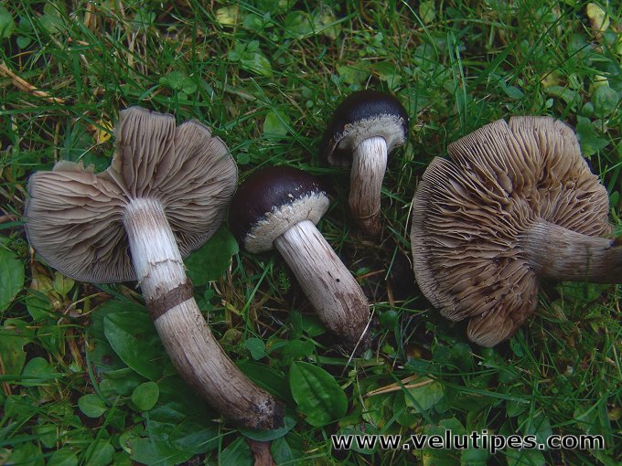 Cyclocybe erebia