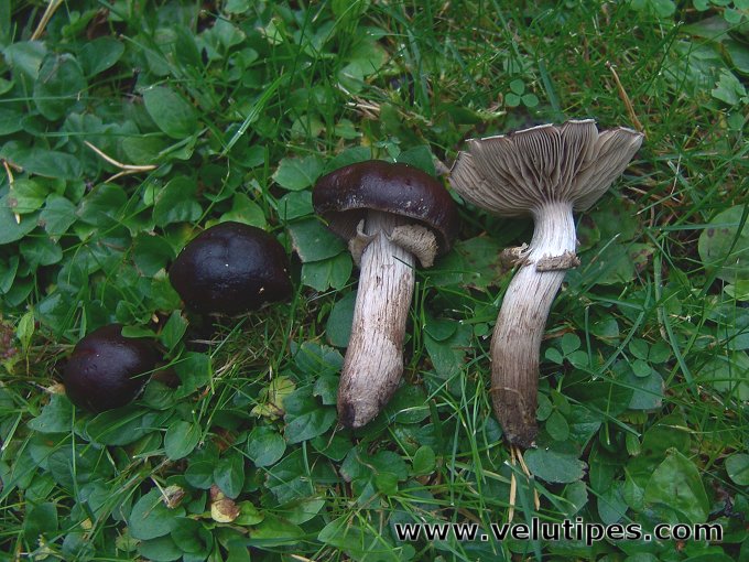 Cyclocybe erebia
