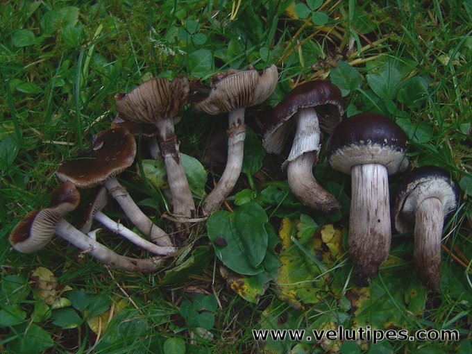 Cyclocybe erebia
