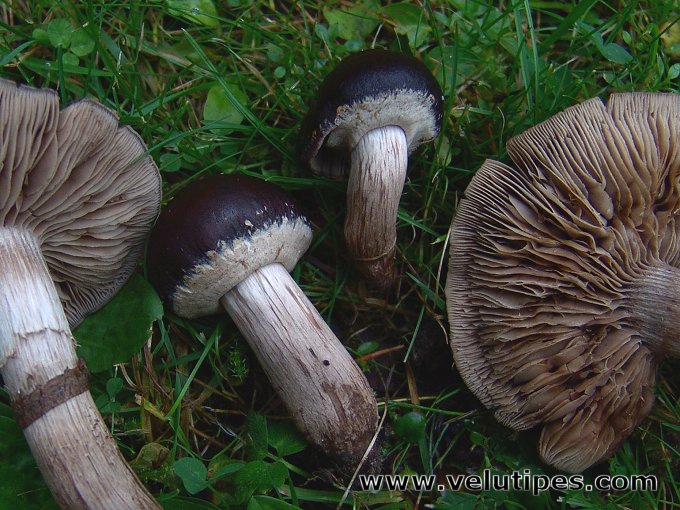 Cyclocybe erebia