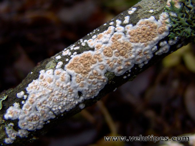 Cylindrobasidium evolvens