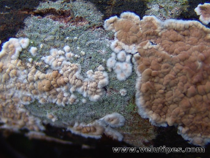 Cylindrobasidium evolvens