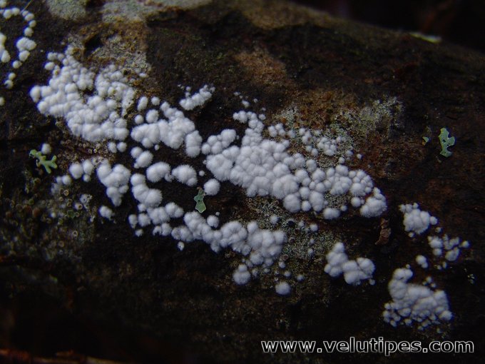 Cylindrobasidium evolvens