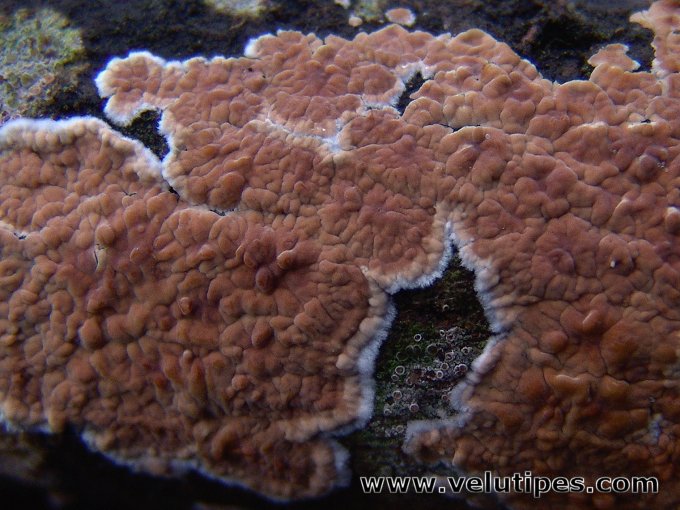 Cylindrobasidium evolvens