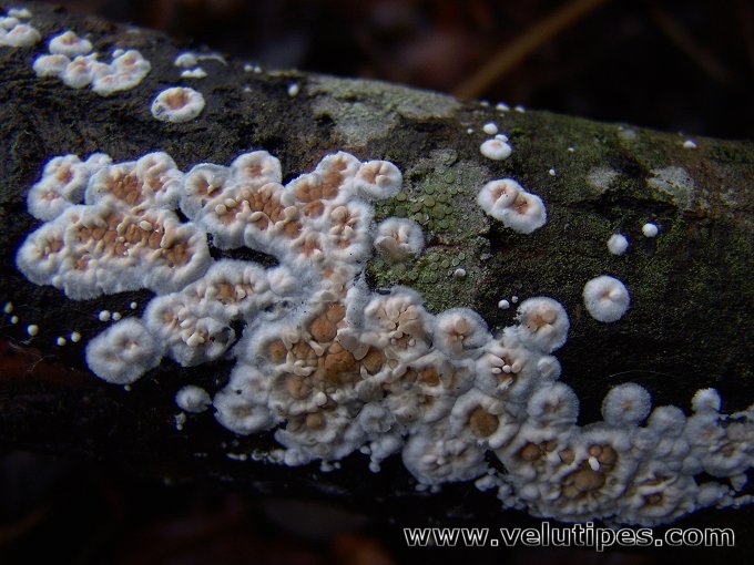 Cylindrobasidium evolvens