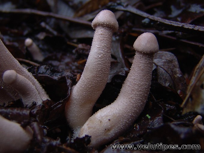 Cystoderma carcharias