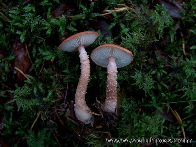 Cystodermella adnatifolia