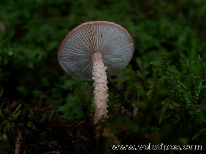 Cystodermella adnatifolia