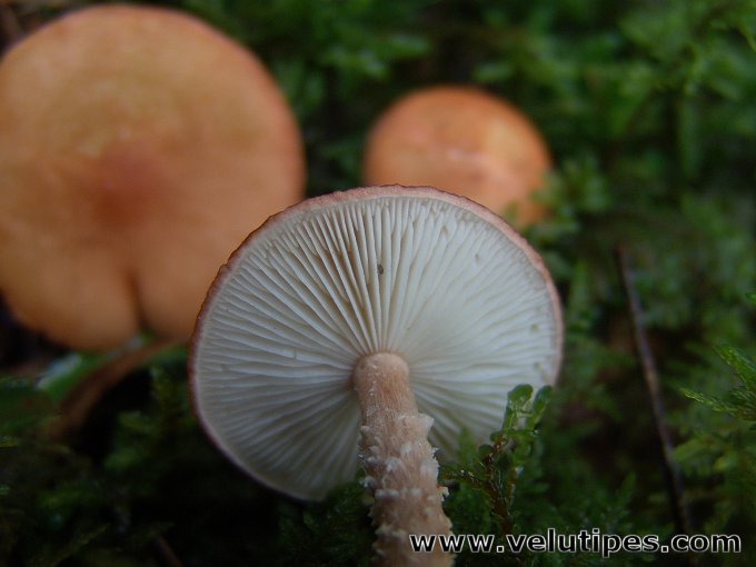 Cystodermella adnatifolia