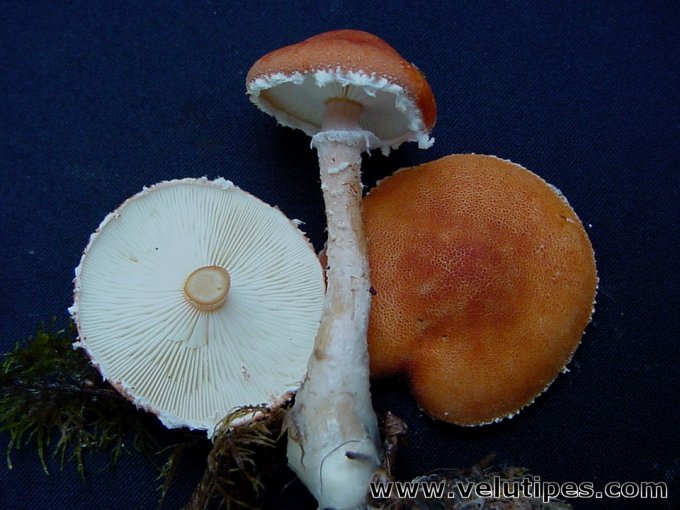 Cystodermella cinnabarina