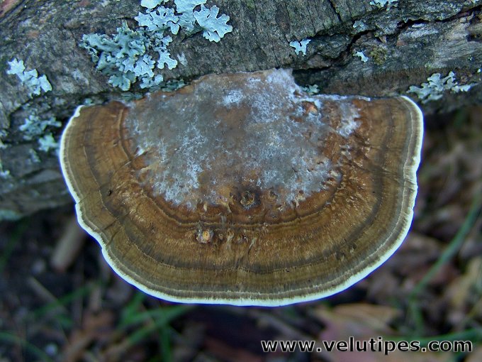  Daedaleopsis confragosa 