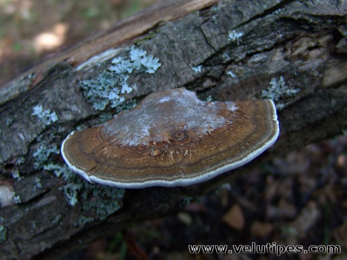  Daedaleopsis confragosa 