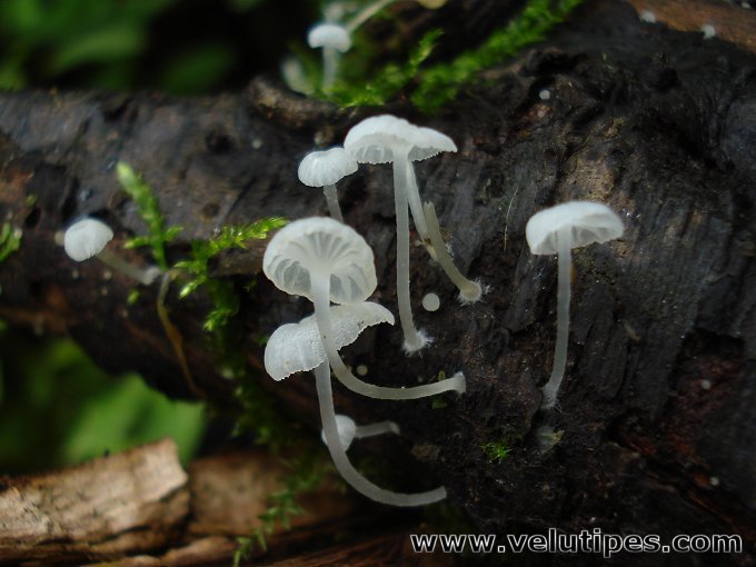  Delicatula integrella 