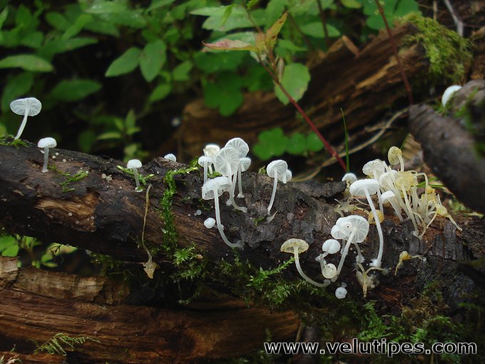 Delicatula integrella