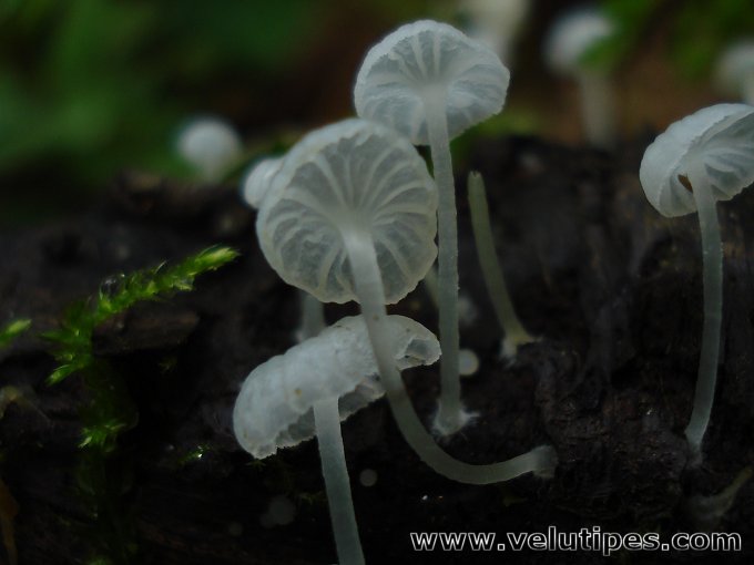 Delicatula integrella