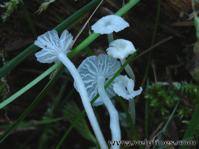 Delicatula integrella