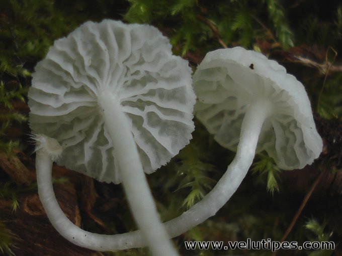 Delicatula integrella