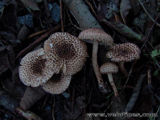 Echinoderma echinaceum