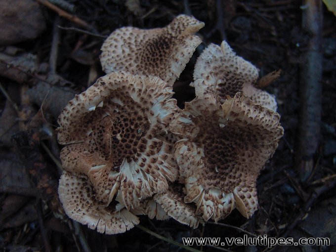 Echinoderma echinaceum